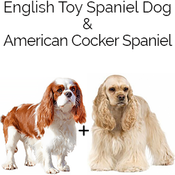 English Toy Cocker Spaniel Dog